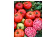 Мармара F1 - томат детермінантний, 1000 насінин, Yuksel Tohum фото, цiна